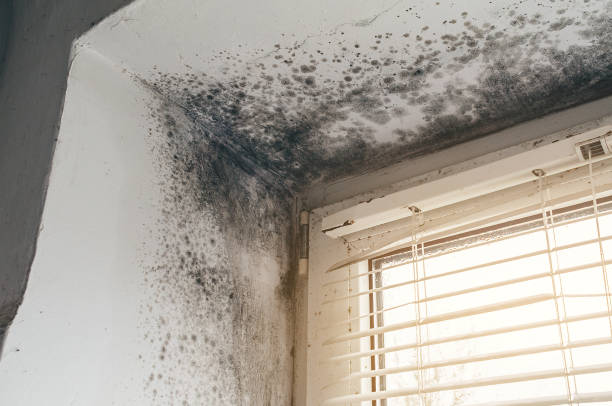 Trusted Attic Mold Removal service in Onekama, MI - Cheap Mold Removal